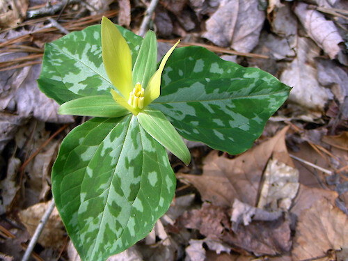 spring flower in the Smoky Mountains