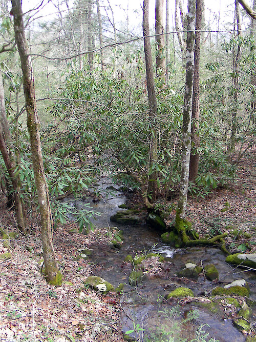 spring in Great Smoky Mountains