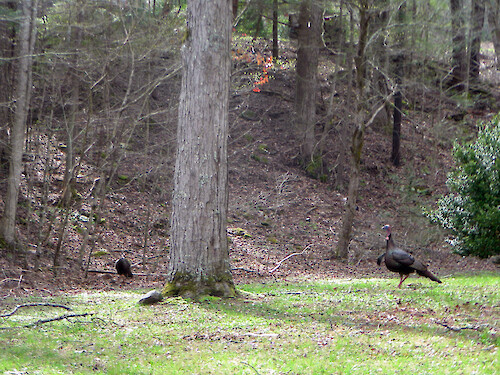 gobbler and hen forage in Great Smoky Mountains National Park