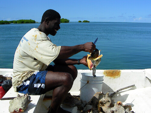 conch fisherman pulls the animal from its shell 