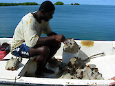 conch fisherman uses his knife to cut the muscle that releases the animal from its shell