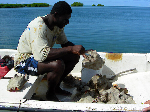 conch fisherman uses his knife to cut the muscle that releases the animal from its shell