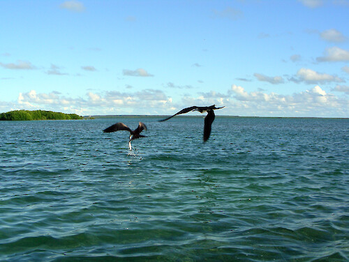 one frigatebird attempts to steal from another his just-caught fish 