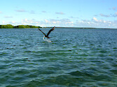 Near the frigatebird colony, this bird has swooped down and picked up a fish, right off a fisherman's line. 