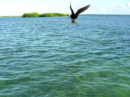 Near the frigatebird colony, this individual dips down for a fish brought to the surface by a fisherman. Barbuda has the largest known colony of frigate birds in the Caribbean. 