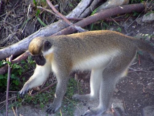 During the 17th century, African green monkeys (Chlorocebus sabaeus) were brought to the island of St Kitts, West Indies from Africa and are now considered an evolutionarily separate species. While enjoyed by tourists, their large numbers can cause problems with habitat destruction and possible water contamination.
