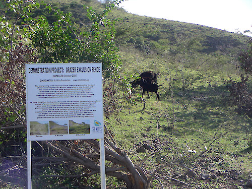 On the SE end of the island is a revegetation study site for determining the impact of feral livestock on local vegetation.