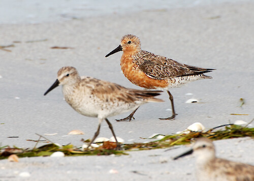 Red Knots - Summer and Winter taken in Charlotte County Florida