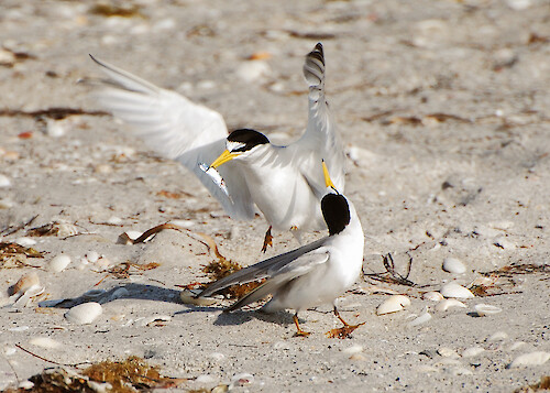 Male Least Tern offering fish to female in Charlotte County Florida