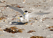 Female Least Tern accepting and mating in Charlotte County Florida