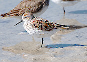 Western Sandpiper photographed in Charlotte County Florida in April