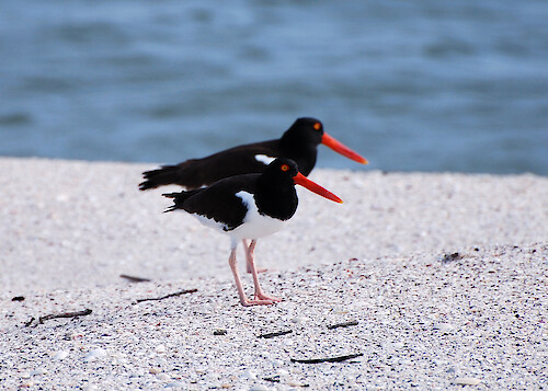 American Oystercatcher on the beach in Charlotte County Florida