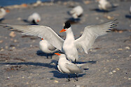 Royal Terns mating in Charlotte County Florida