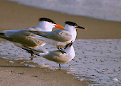 Sandwich Terns mating in Charlotte County Florida