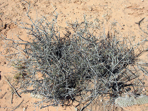 Black bush (Coleogyne ramosissima), a desert shrub in Glen Canyon National Recreation Area, AZ/UT. 