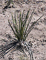A Spanish dagger yucca (Yucca glauca) plant in the Glen Canyon National Recreation Area. 
