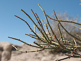 Mormon tea (Ephedra virdis) as its named suggests, can be brewed for tea. 