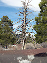 A dead ponderosa pine tree standing between to live ponderosa pines. 