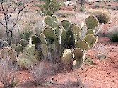 Prickly pear (Opuntia spp.) in Red Rock State Park, Sedona, AZ. 