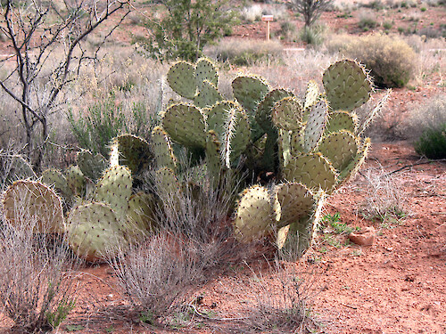 Prickly pear (Opuntia spp.) in Red Rock State Park, Sedona, AZ. 