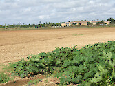 New development on the border of an agricultural field.
