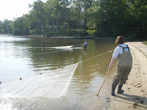 Seining for fish on the Magothy River.