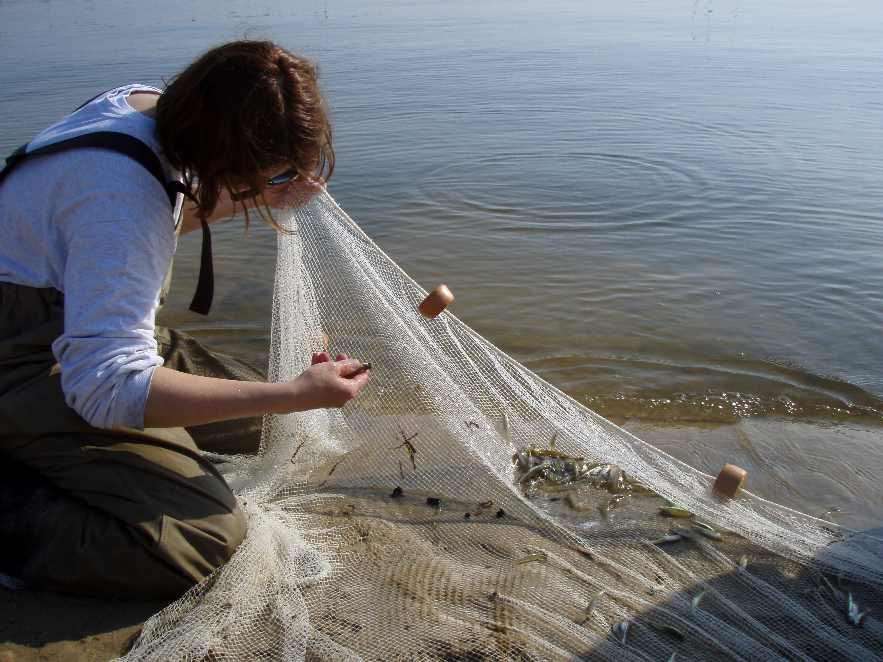 seining