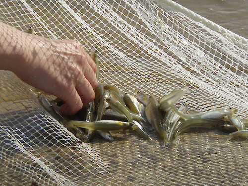 Fish caught in a seining net.