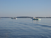 Group of commercial oyster harvest boats collecting in the Eastern Bay, Chesapeake Bay.
