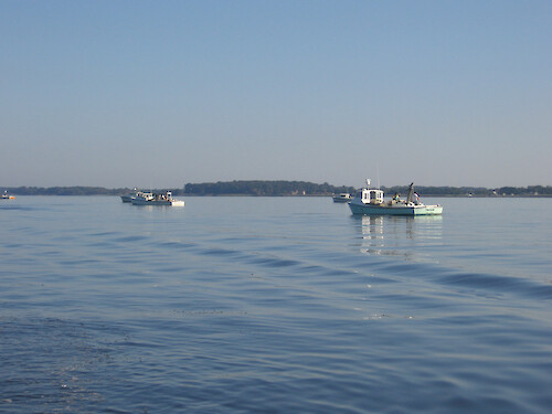 Group of commercial oyster harvest boats collecting in the Eastern Bay, Chesapeake Bay.