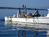 Commercial oyster harvests in Eastern Bay, Chesapeake Bay. Oysters are collected by a diver working on the reef below.