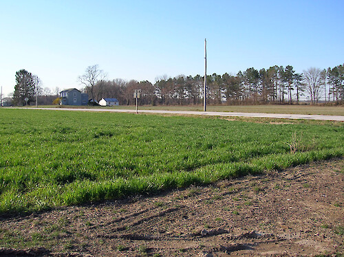 Cover crops near Ruthsburg, Maryland.