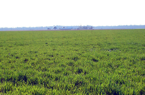 Cover crops near Ruthsburg, Maryland. One form of an agricultural best management practice.
