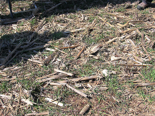 Corn husks on the surface of a no-till field.