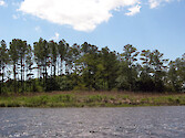 Wetlands and pine forest along Monie Creek near the end of Drawbridge Road. 