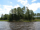 Wetlands and pine forest along Monie Creek near the end of Drawbridge Road. 