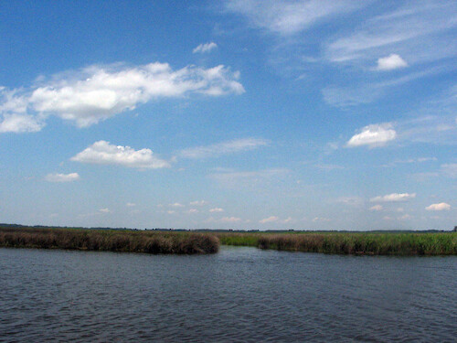 Spartina marsh and pine forest surround much of the Monie Bay component of the Chesapeake Bay, MD National Estuarine Research Reserve. 