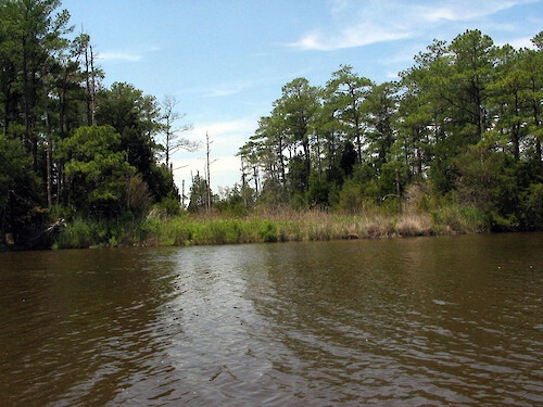 Forest and wetlands along Monie Creek. 