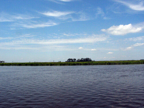 Spartina marsh and pine forest surround much of the Monie Bay component of the Chesapeake Bay, MD National Estuarine Research Reserve. 