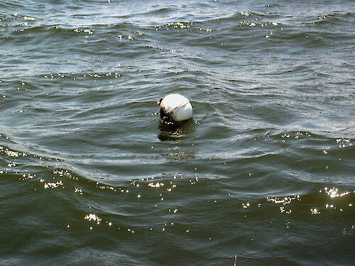 Buoys like this mark the location of oyster bioindicators used to identify nitrogen source. The oysters, in a cage, are suspended off the bottom by the buoy, which is anchored by bricks.