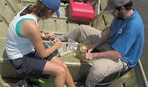 Monitoring water quality in the Monie Bay component of Chesapeake Bay, MD National Estuarine Research Reserve. Fortnightly sampling will contribute to the System-Wide Monitoring Program