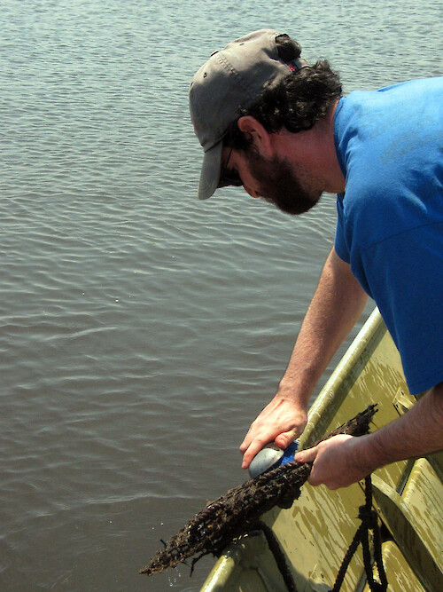 Cleaning oyster bioindicators in the field. Fouling organisms need to be removed to allow water flow for oysters. 