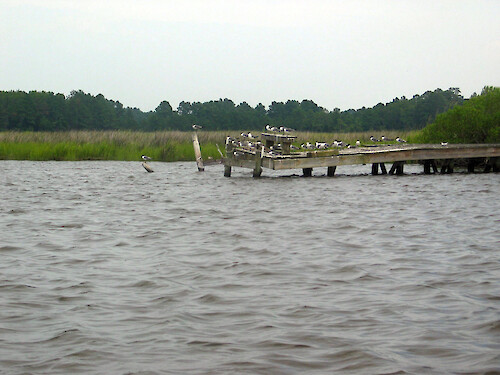 Laughing Gulls (Leucophaeus atricilla) on a dock and pilings in Monie Creek, part of the Monie Bay National Estuarine Research Reserve