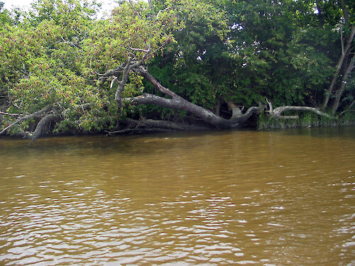 Bank erosion can lead to trees overhanging creeks and rivers.