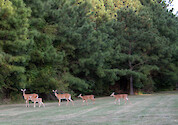 Two does and three fawns return to the pine woods
