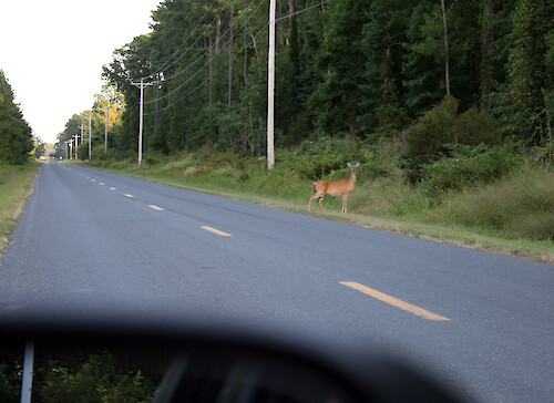 View through my windshield of doe that just crossed the road right in front of my car, and then stopped.