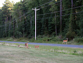Two does and three fawns graze the day lilies next to busy road