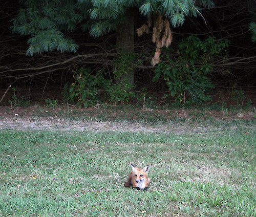 young red fox next to the pine woods on campus