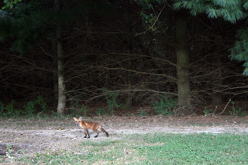 young red fox scurries back into the pine woods on campus