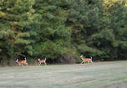 family of deer show their 'flags' and run off